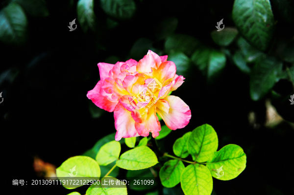 花草素材