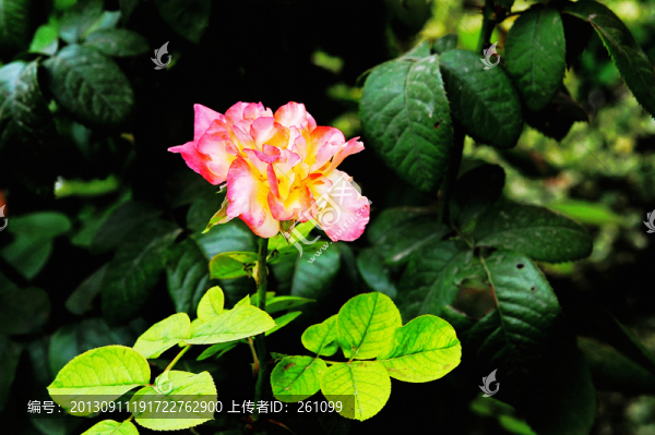 月季花