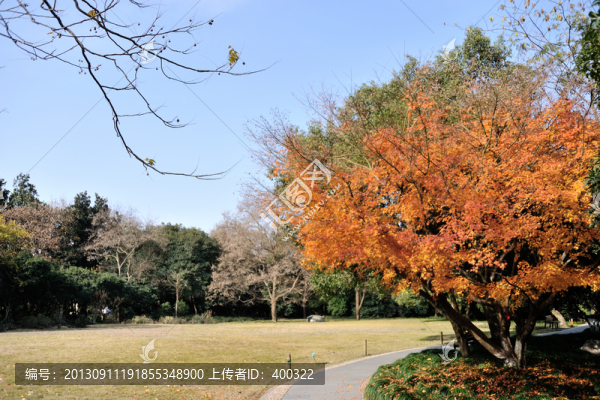 杭州,曲院風(fēng)荷,秋季,草坪,路