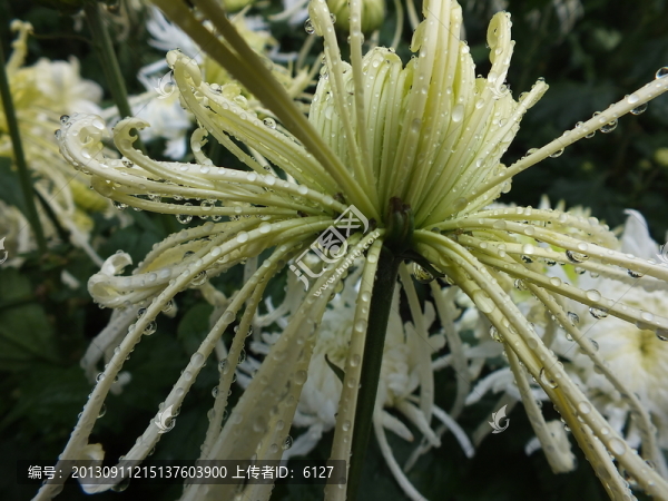 菊花