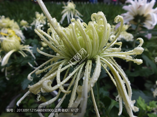 菊花