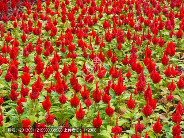 雞冠花