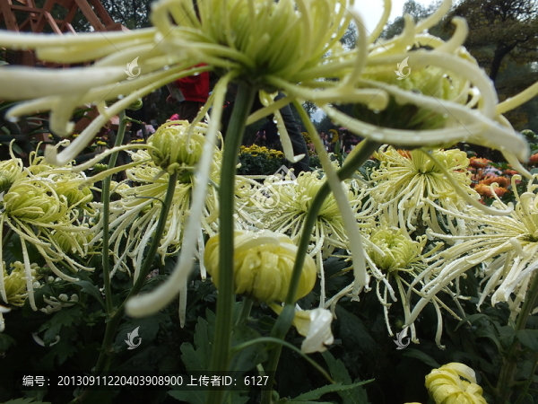 菊花