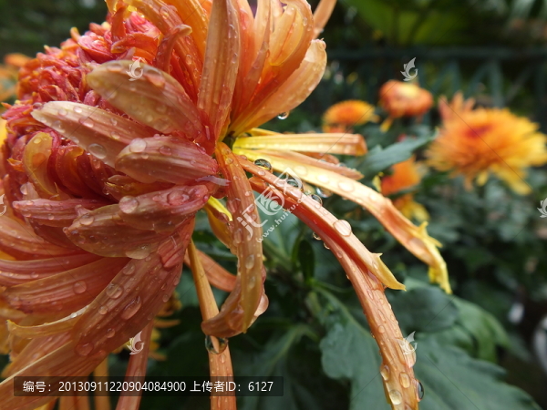 菊花