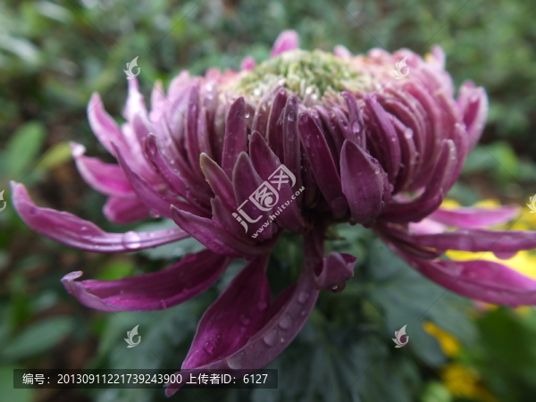 菊花