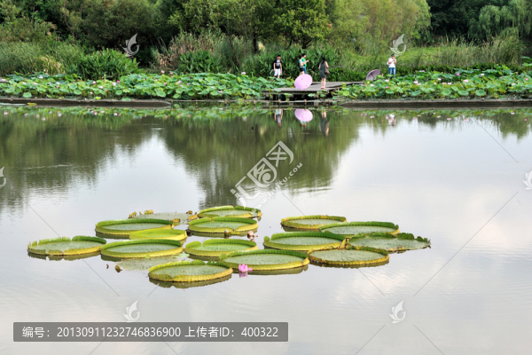 杭州,西溪,夏天,早晨,,王蓮