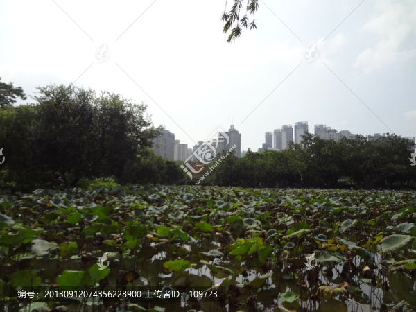 荷塘,荷葉,建筑,藍(lán)天白云