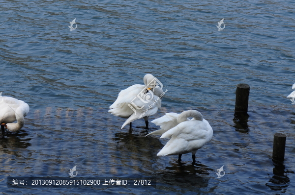 天鵝