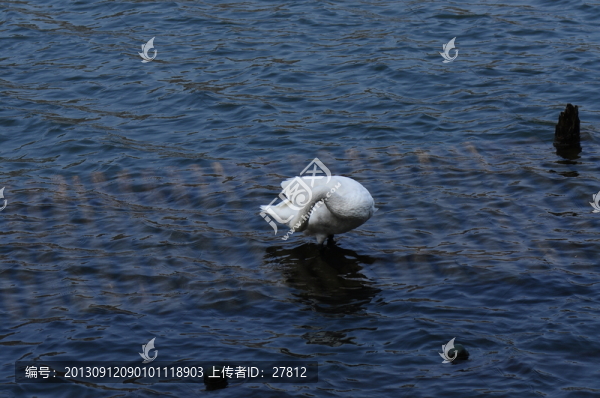 天鵝