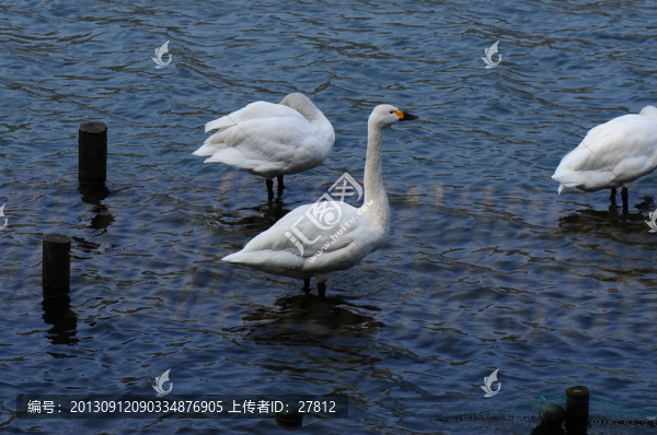 天鵝