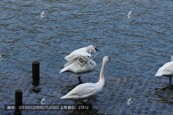 天鵝