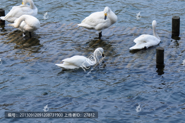 天鵝