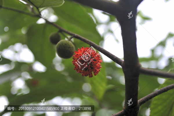 紅果