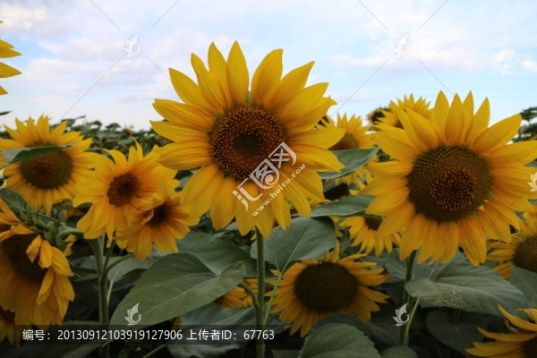 向日葵花