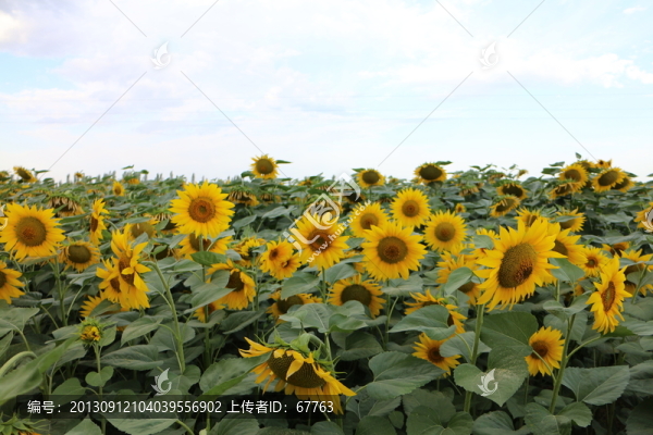 向日葵園