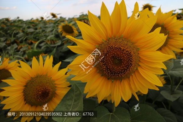 向陽花