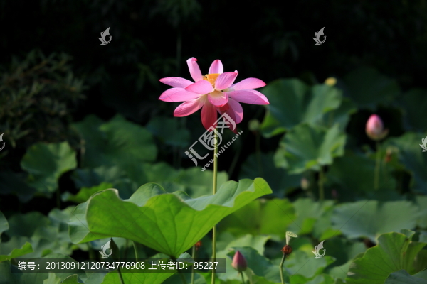 荷花