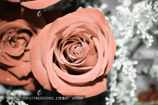 玫瑰花,婚慶,情人節(jié),禮品
