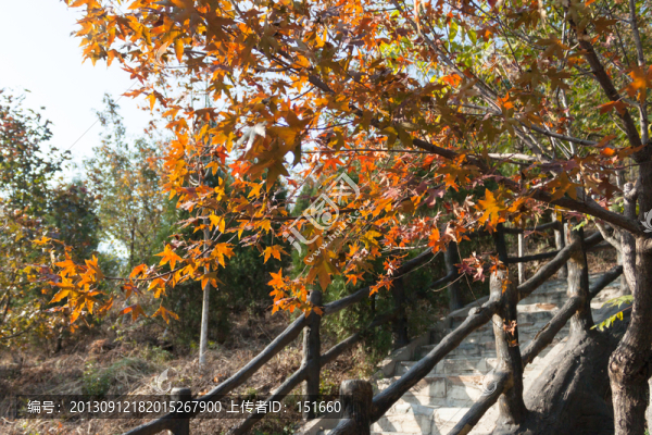 紅葉