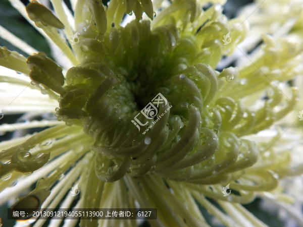 菊花