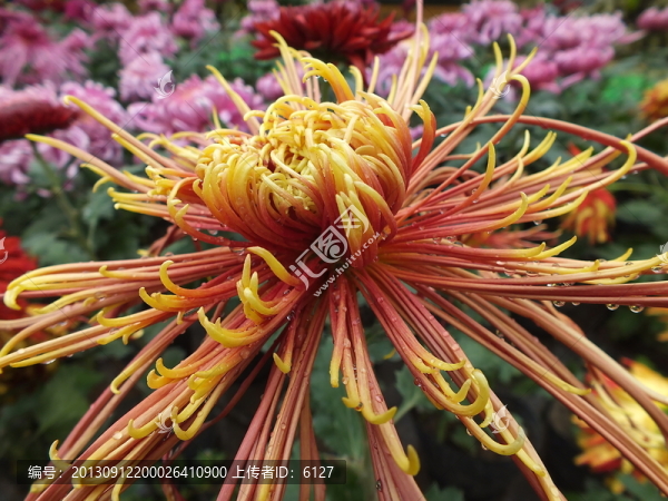 菊花
