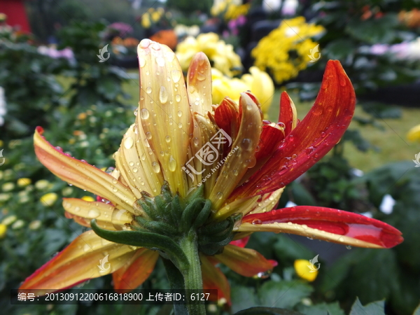 菊花