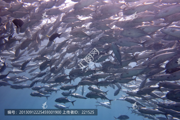 JACKFISH風(fēng)暴