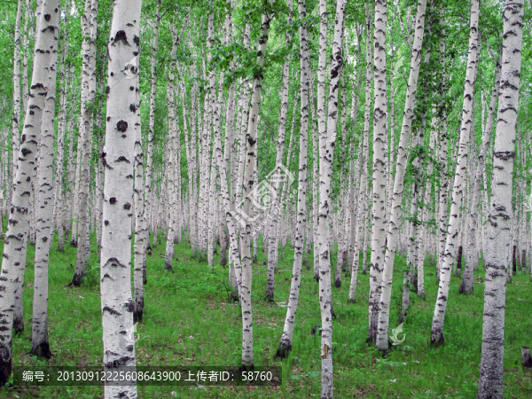 白樺林之夏