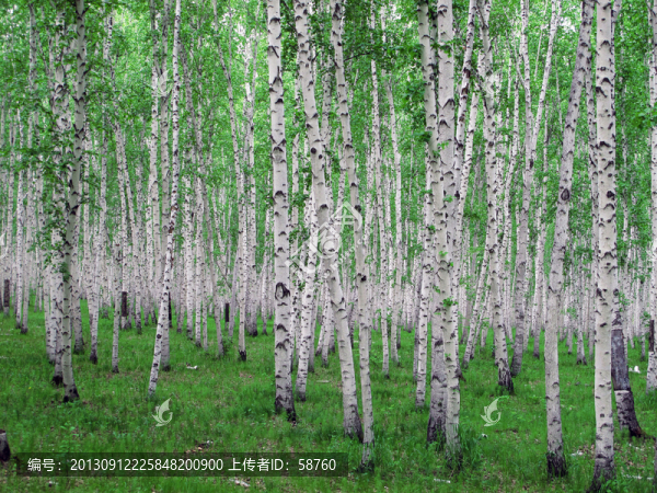 白樺林之夏