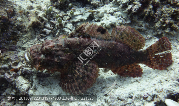 蝎子魚