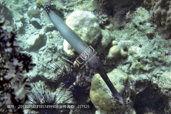 管口魚