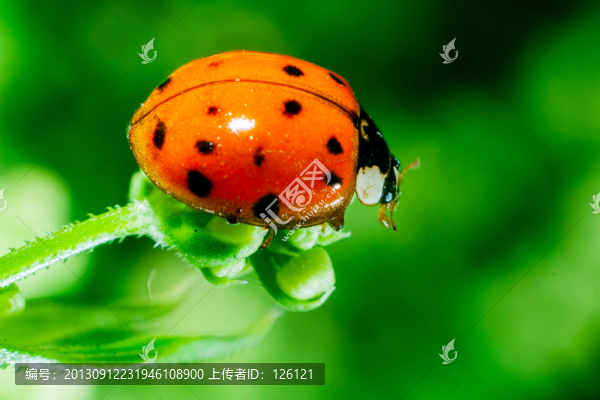 瓢蟲