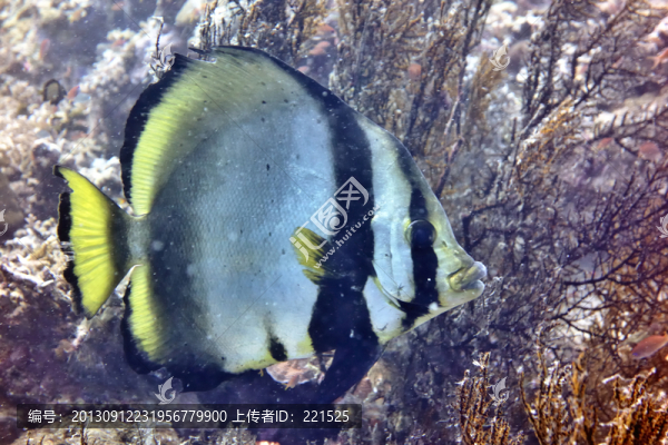 海魚