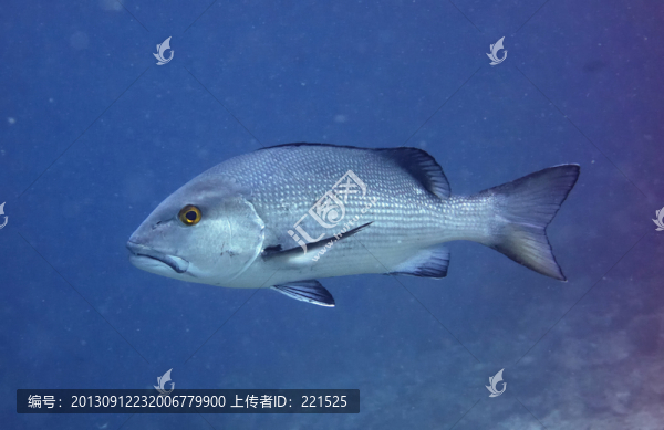 海魚