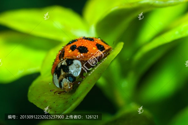 瓢蟲