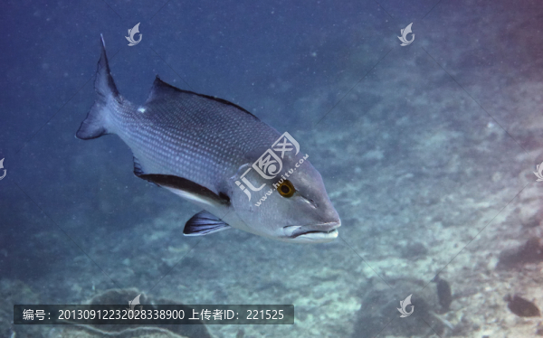 海魚