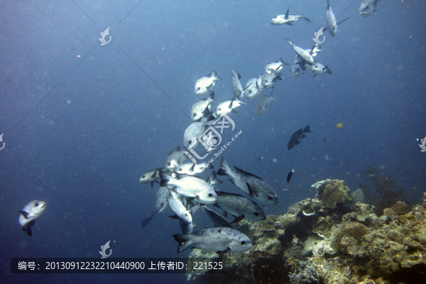 海魚(yú)