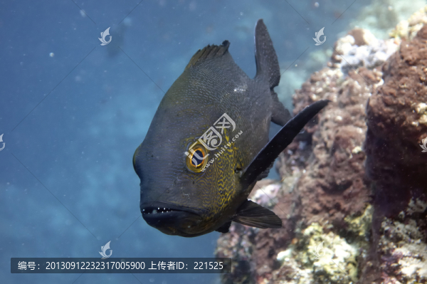 海魚