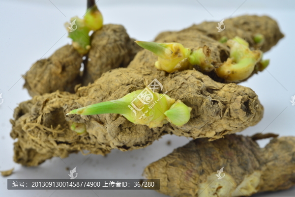 生姜發(fā)芽