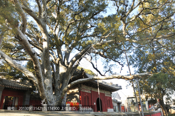 北京戒臺(tái)寺九龍松