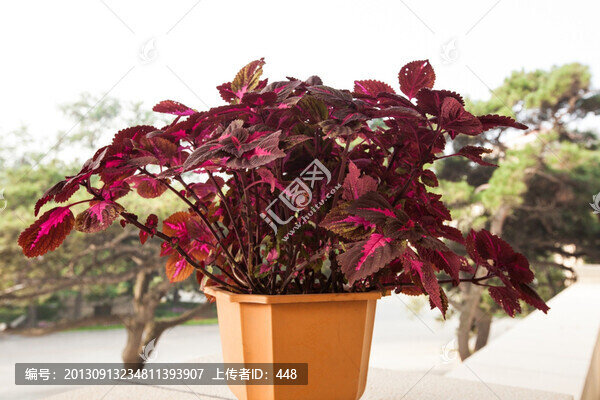 彩葉草,盆栽