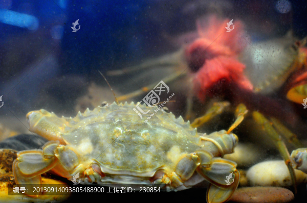 鮮活螃蟹,大閘蟹