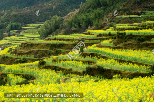 婺源油菜花梯田