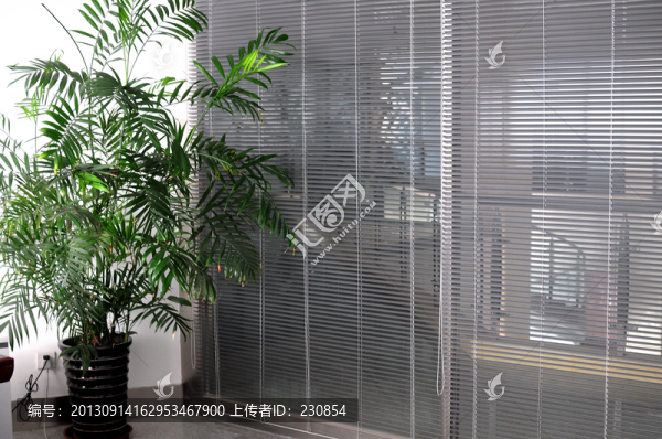 辦公室,綠色植物