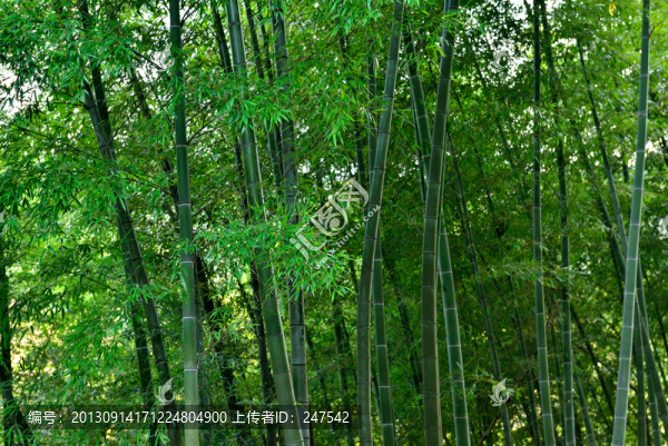 綠竹
