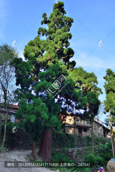 600年的柳杉,柳杉,古樹(shù),柏