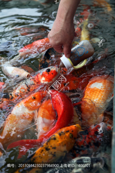 搶奶吃的錦鯉魚