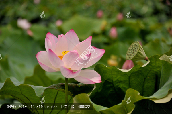 荷花,荷葉,植物,花,鮮花,葉
