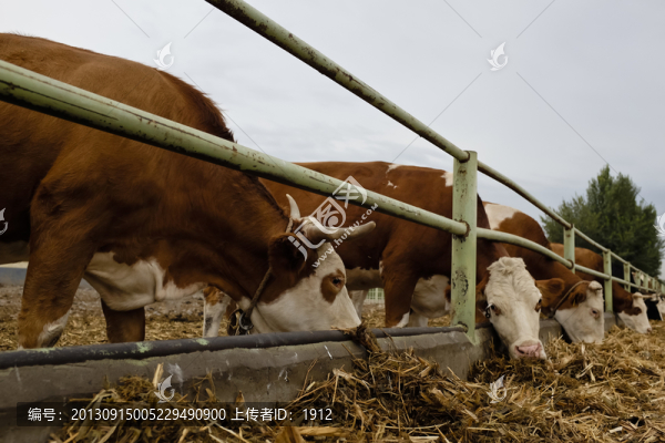 奶牛