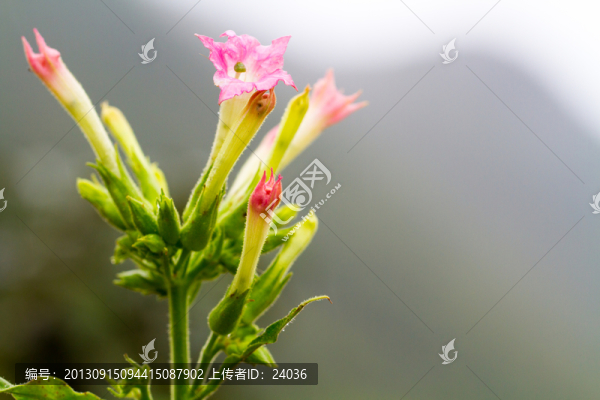 微距攝影,紅花煙草